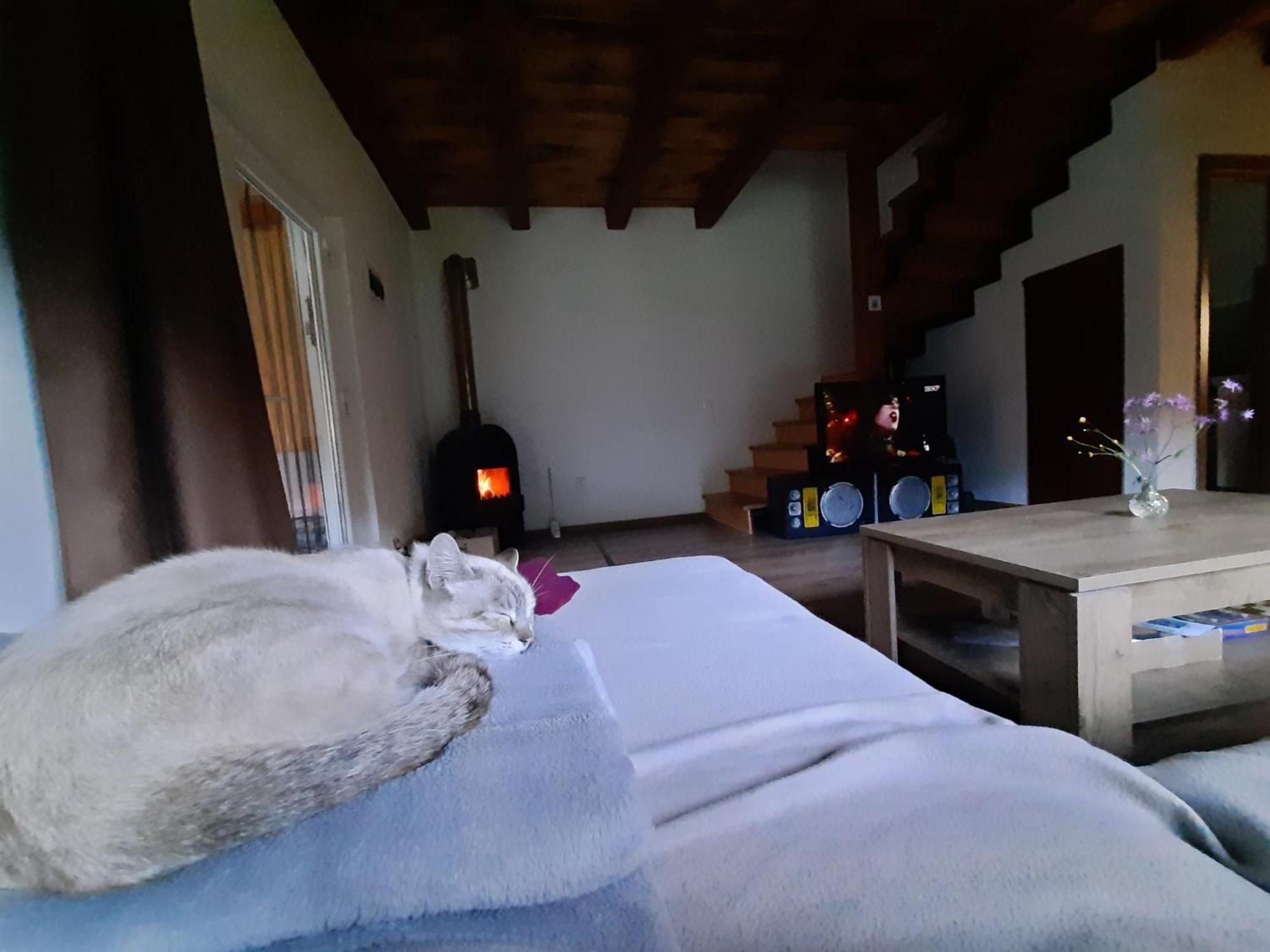 Mountain Cozy Home Sub Cetate Zewnętrze zdjęcie